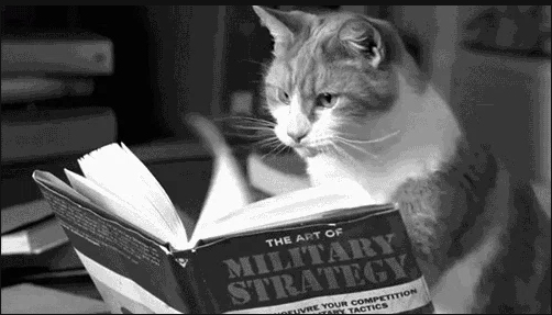 Cat reading military strategy